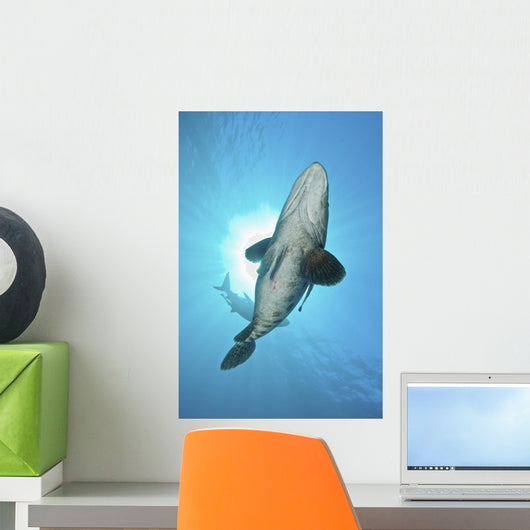 Large Potato Cod with Wall Decal