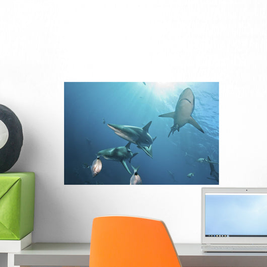 Oceanic Blacktip Sharksin Waters Wall Decal