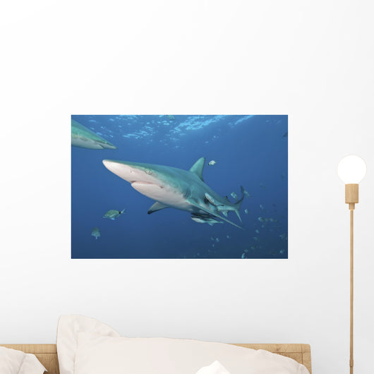 Oceanic Blacktip Shark Left Profile Wall Decal