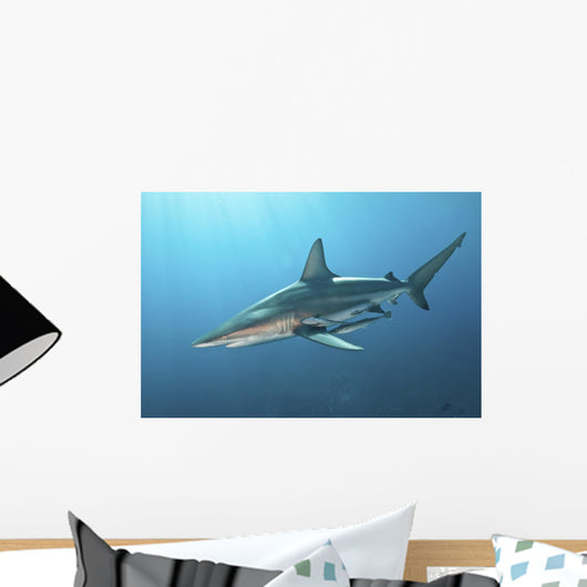 Oceanic Blacktip Shark Wall Decal