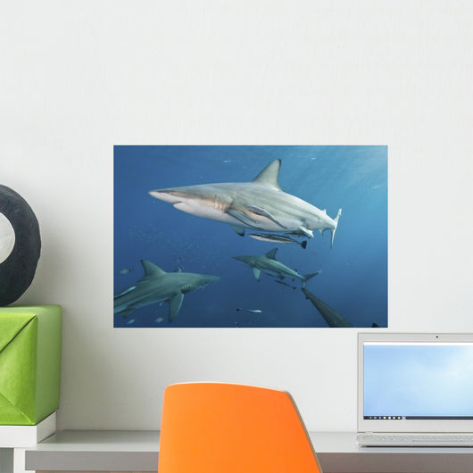 Oceanic Blacktip Sharks Wall Decal
