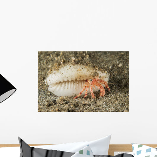 Tiny Red Hermit Crab Wall Decal