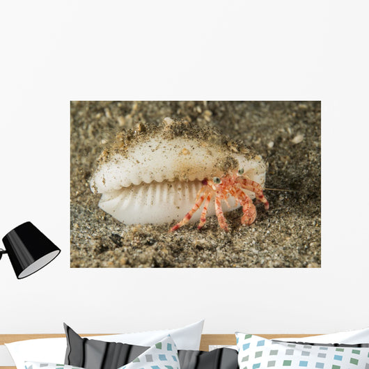 Tiny Red Hermit Crab Wall Decal