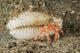 Tiny Red Hermit Crab Wall Decal