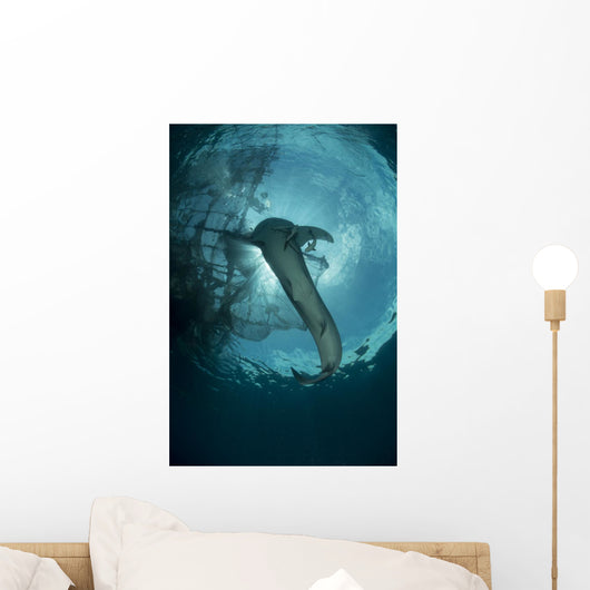Whale Shark Swimming up Light Rays Wall Decal