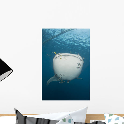Massive Whale Shark with Wall Decal
