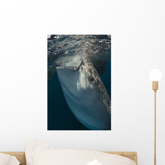 Large Whale Shark Siphoning Vertical Wall Decal