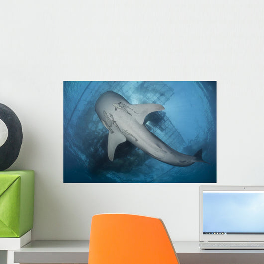 Whale Shark Seen Underneath Wall Decal