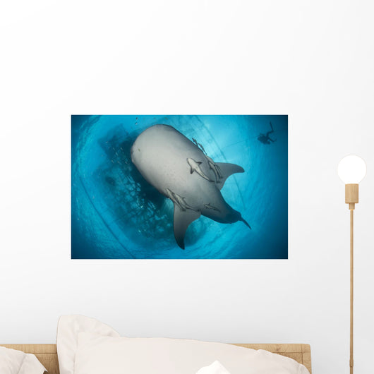 Whale Shark Seen Wall Decal