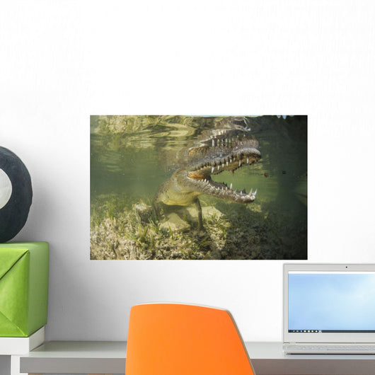 American Saltwater Crocodile Mangrove Right Jaw Wall Decal