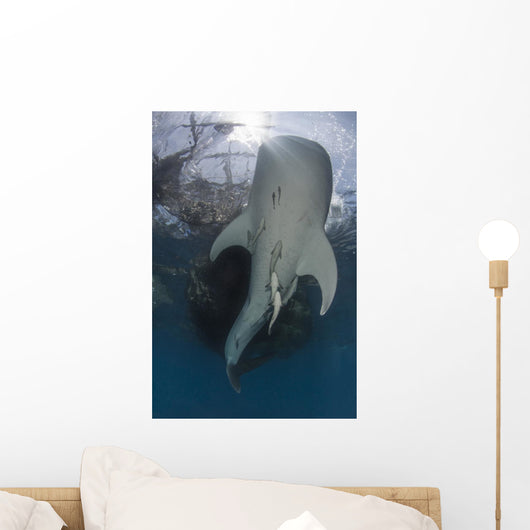 Whale Shark Swimming up with Fish Wall Decal