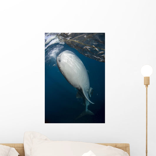 Large Whale Shark Coming Right Side Wall Decal