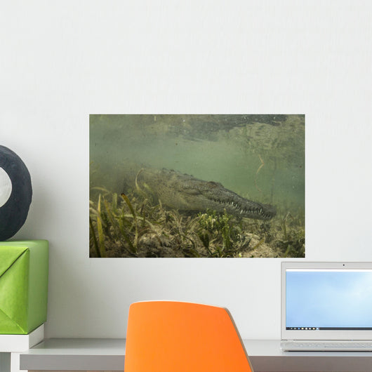 American Saltwater Crocodile Mangrove Underwater Wall Decal