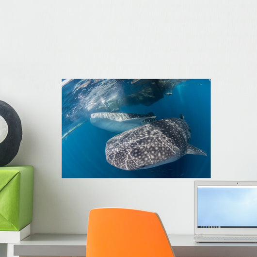 Pair Whale Sharks Barrelling Wall Decal