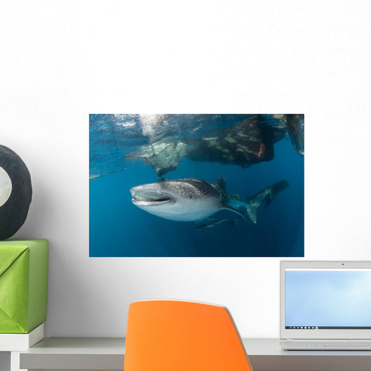 Massive Whale Shark Swimming Wall Decal