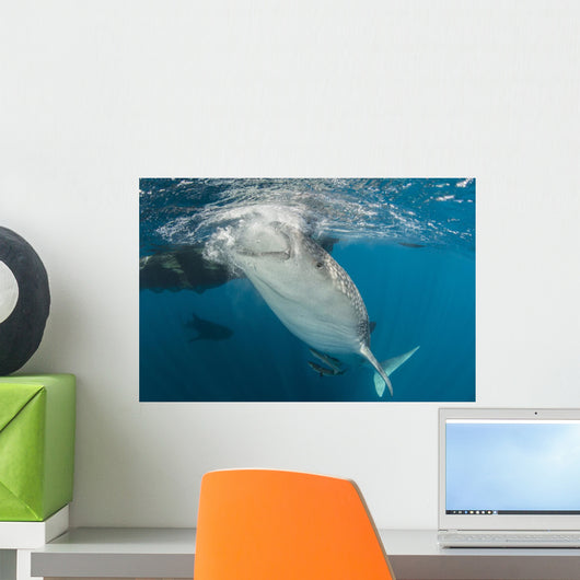 Large Whale Shark Siphoning Horizontal Wall Decal