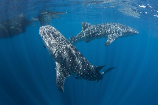 Pair Whale Sharks Swimming Open Ocean Wall Decal