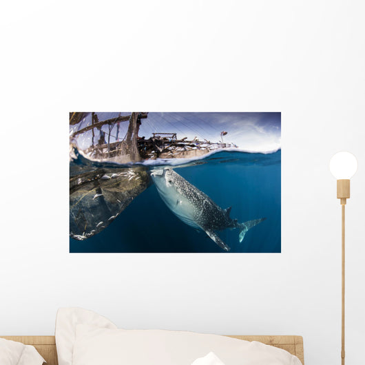 Large Whale Shark Siphoning Wall Decal