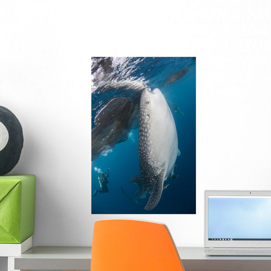 Large Whale Shark Coming with Divers Wall Decal