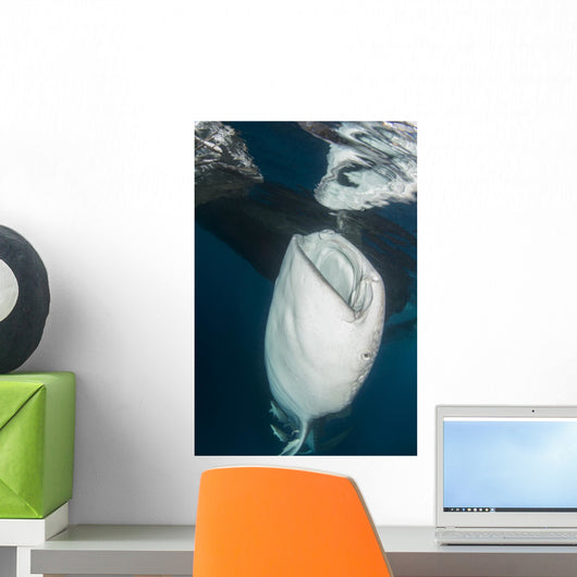 Large Whale Shark Coming Mouth Open Wall Decal