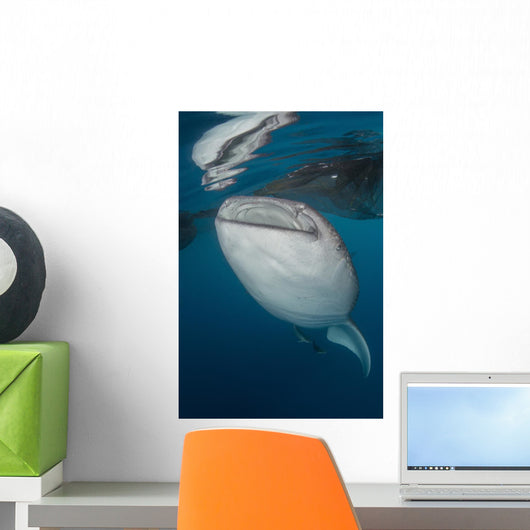 Large Whale Shark Coming Vertical Wall Decal