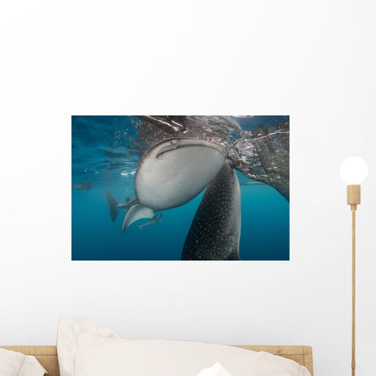 Pair Whale Sharks Coming Horizontal Wall Decal