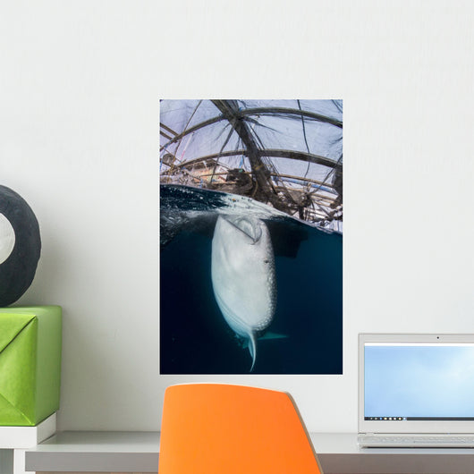 Whale Shark Sucking Fishing near Surface Wall Decal