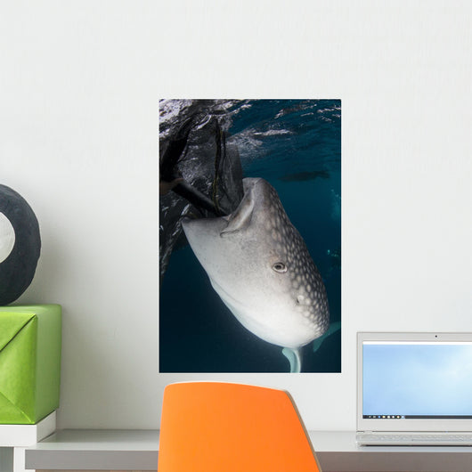 Whale Shark Sucking Fishing Vertical Wall Decal