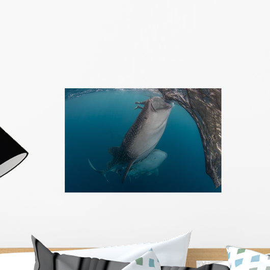 Pair Whale Sharks Sucking Wall Decal