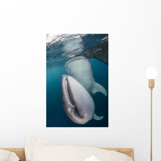 Pair Whale Sharks Cenderawasih Wall Decal