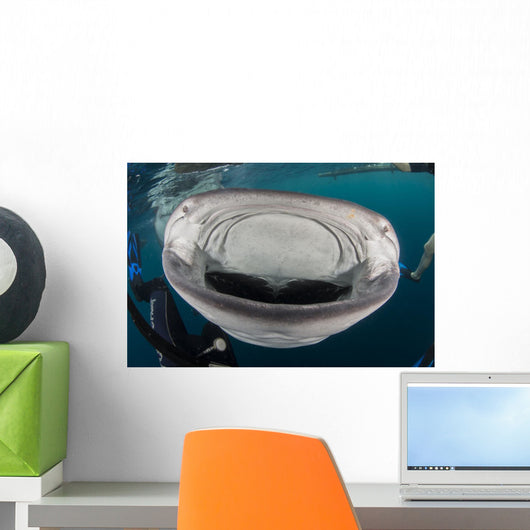 Whale Shark Swimming towards Wall Decal
