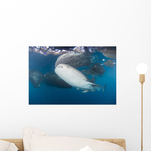 Large Whale Shark Left Side Wall Decal