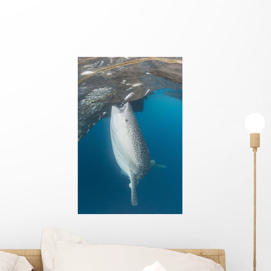 Whale Shark Sucking Fishing Wall Decal