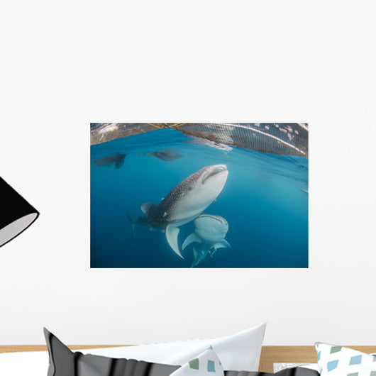 Pair Whale Sharks Swimming Horizontal Wall Decal