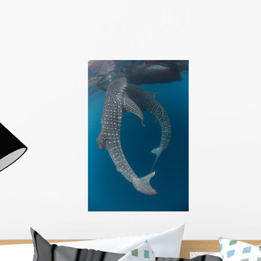 Pair Whale Sharks Swimming Vertical Wall Decal