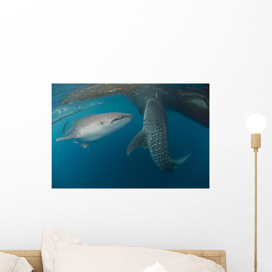 Pair Whale Sharks Swimming Wall Decal