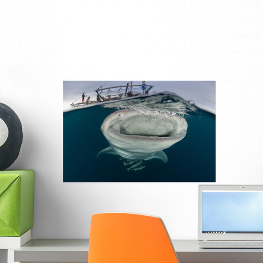 Whale Shark with Mouth at Surface Wall Decal