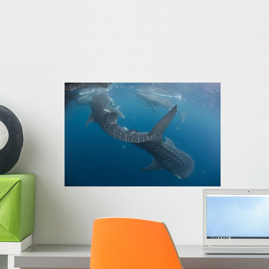 Four Whale Sharks Swimming Wall Decal