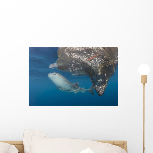 Whale Shark Swimming with Fish Wall Decal