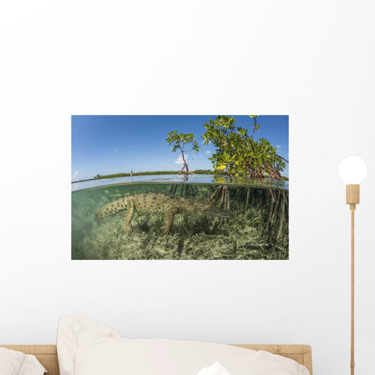 American Saltwater Crocodile Swimming Wall Decal