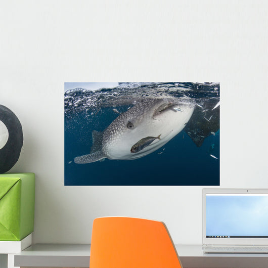 Whale Shark Swimming near Surface Wall Decal