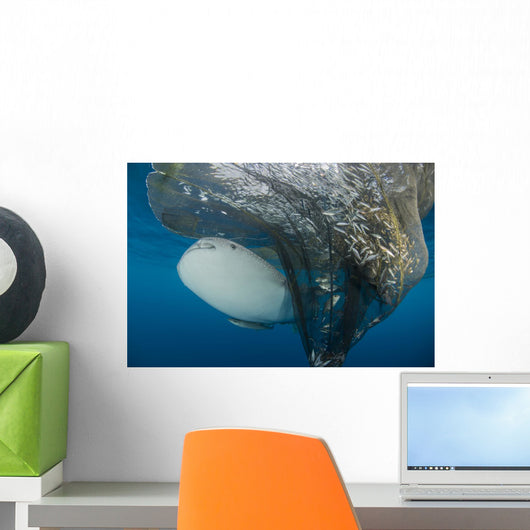 Whale Shark Swimming around Net Wall Decal