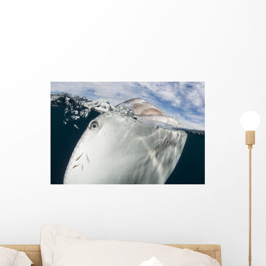 Whale Shark Breaching Surface Right Side Wall Decal