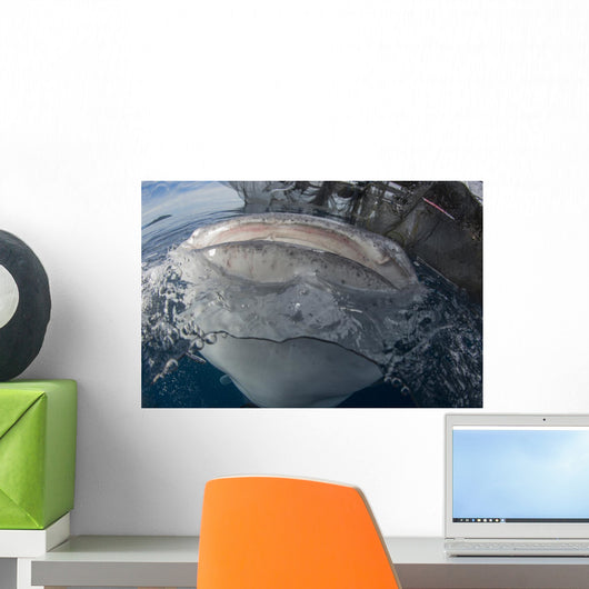 Whale Shark Breaching Surface Above Wall Decal