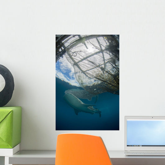 Whale Shark Swimming Up near Boat Wall Decal
