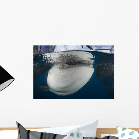 Close-up Whale Shark Breaching Horizontal Wall Decal