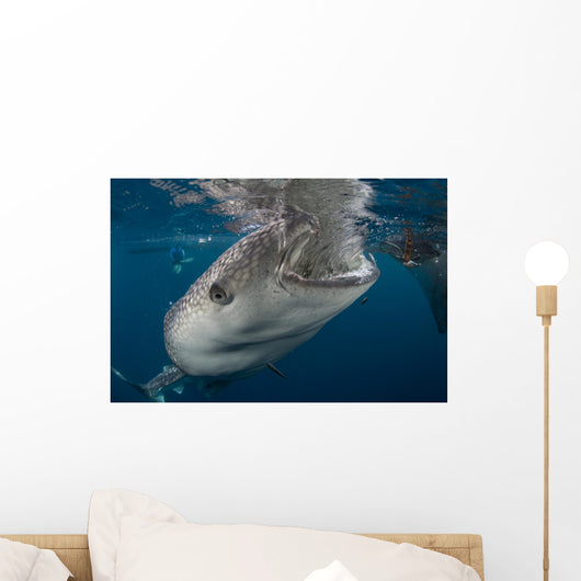 Large Whale Shark Coming to Surface Wall Decal
