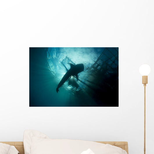 Whale Shark Swimming up Horizontal Wall Decal