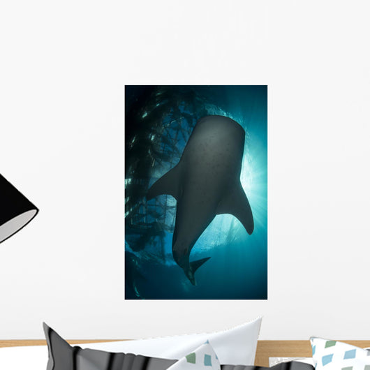 Whale Shark Swimming up Wall Decal