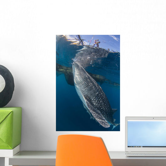 Whale Shark Swimming Life Side Wall Decal